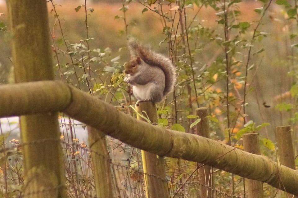 Forest Squirrel
