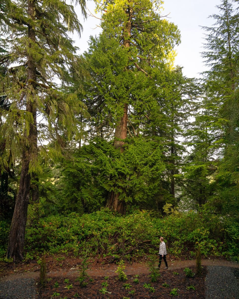 Beautiful old growth forest surround us