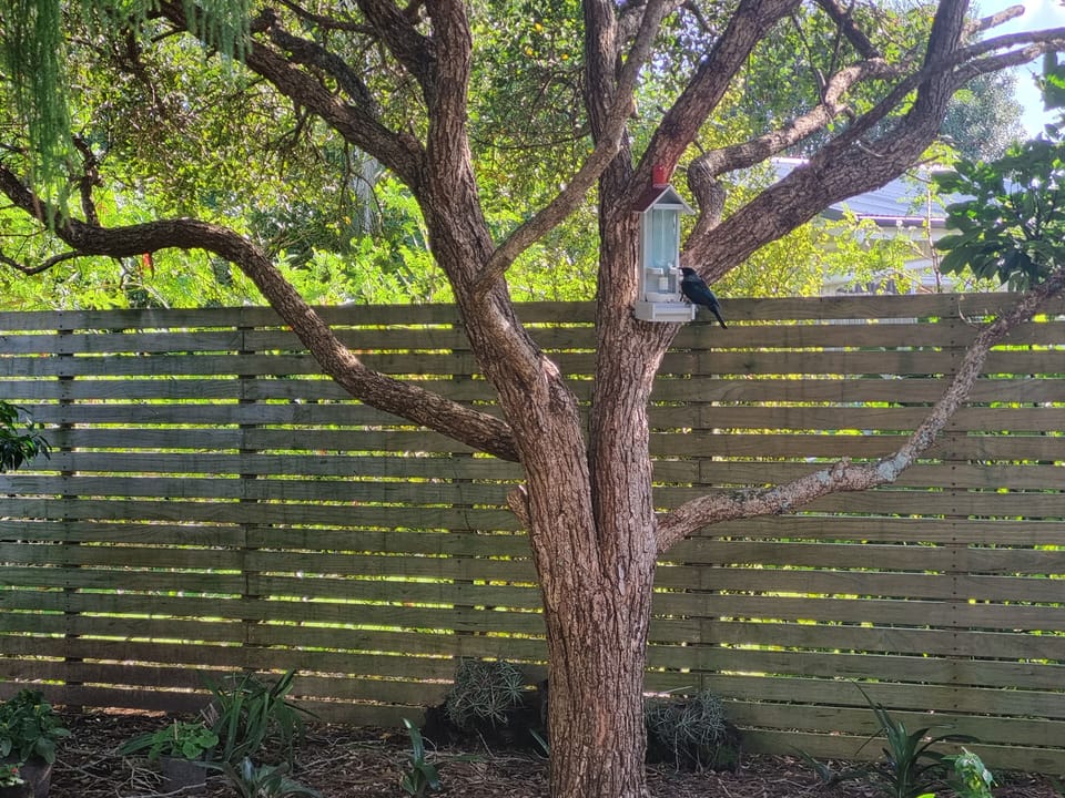 Resident Tui feeding