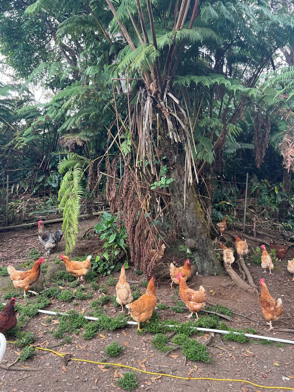 Miscellaneous