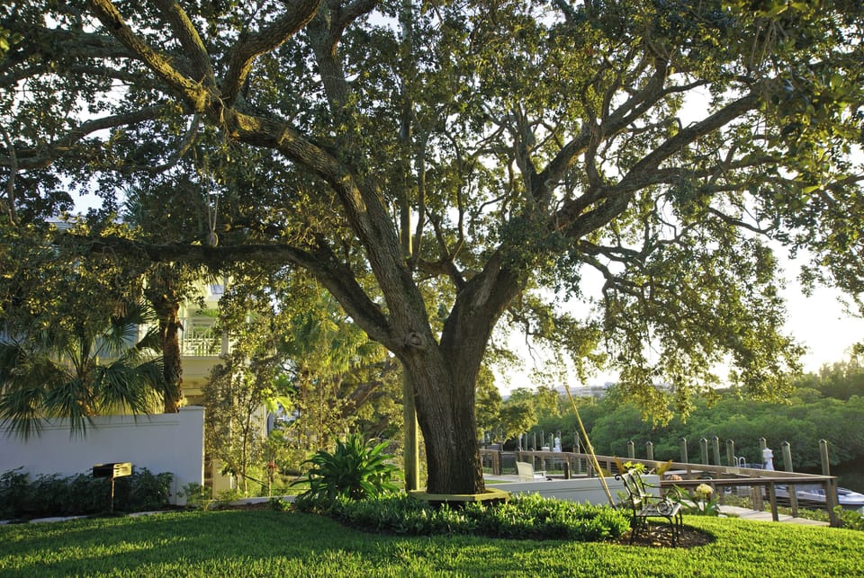Our beautiful oak tree