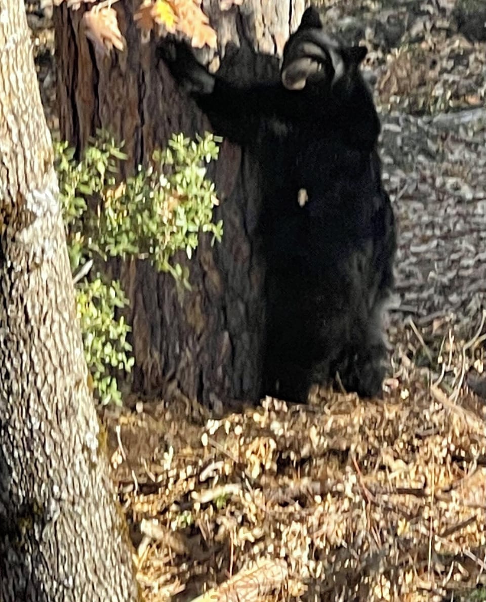 A bear, but a safe bear. Just a tree hugger.