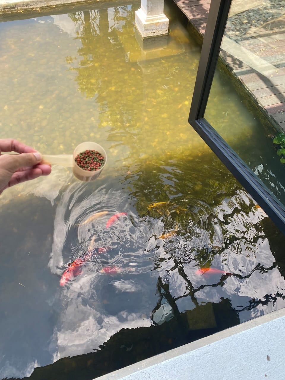 Able To Feed The Fishes 🐟