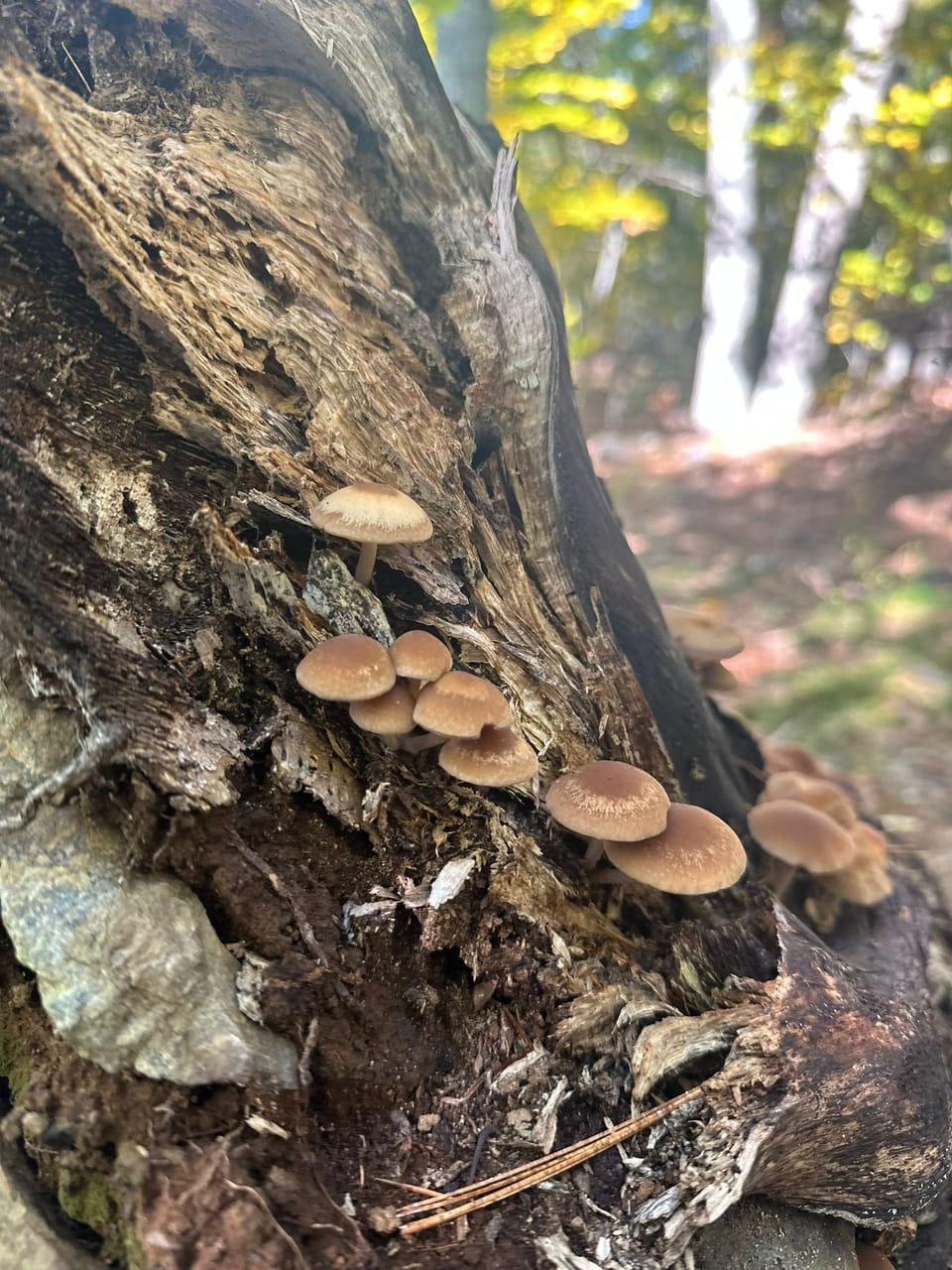Miscellaneous