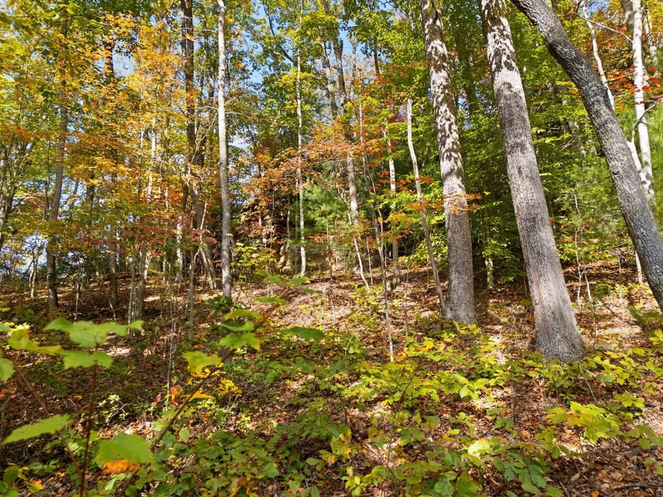 Tranquil forest retreat surrounded by vibrant autumn foliage