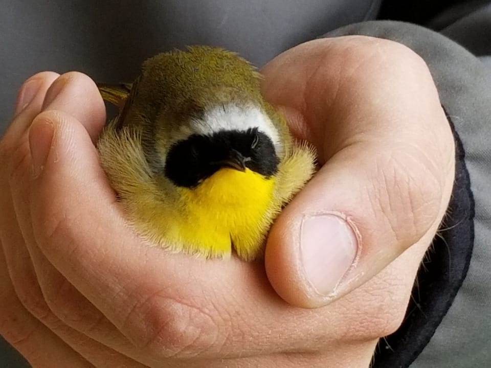 A little friend that needed some TLC