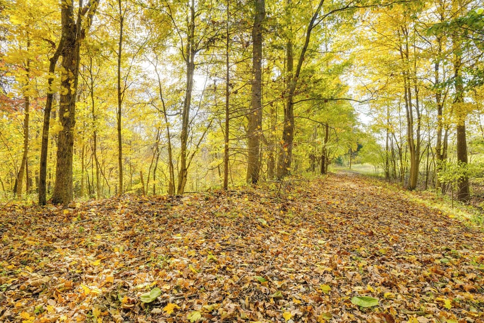 Peaceful Wooded Surroundings