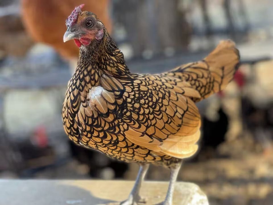 Farm stay experience with chickens, ducks, and peacocks roaming the grounds.