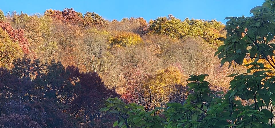 View from sunroom
