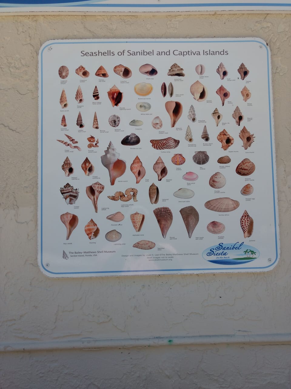 Shell washing station