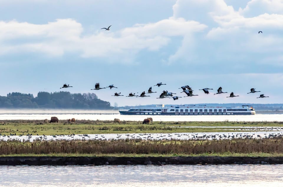 Miscellaneous