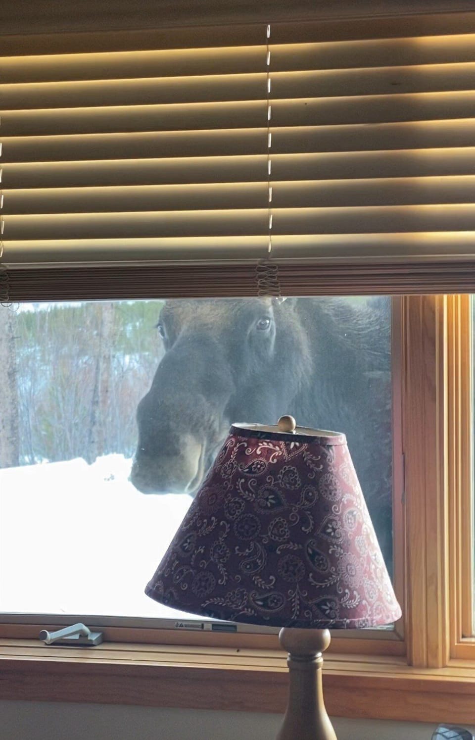 Be Ready for Surprise Moose Visitors!