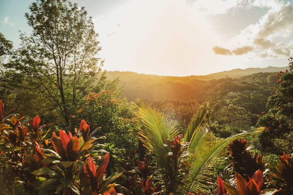 Vegetation, Sunlight, Jungle, Nature, Outdoors