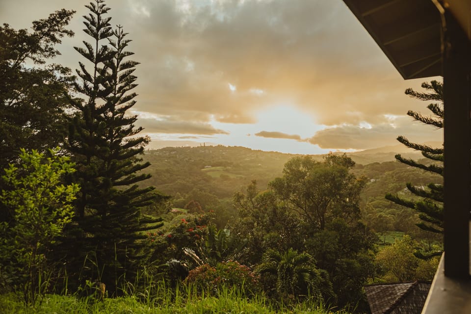 Tree, Fir, Nature, Outdoors, Scenery
