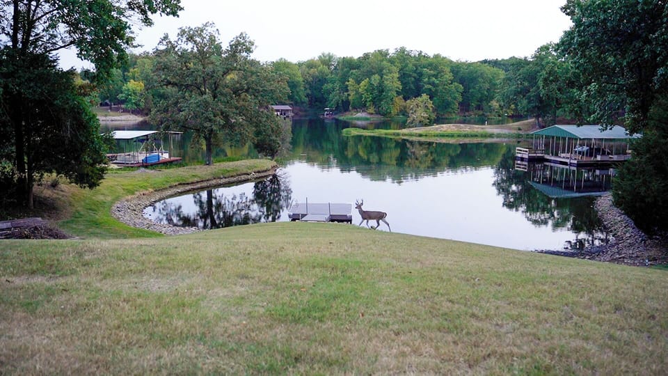 Regular visitors- deer!