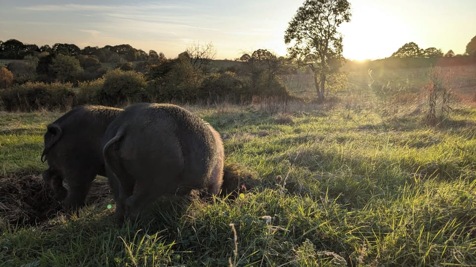 You'll likely be visited by our very own British Saddleback pigs.