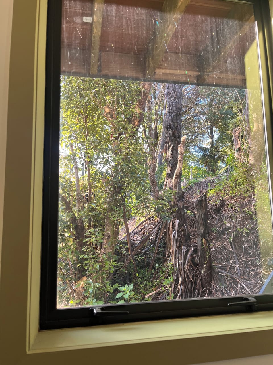 Loft bush view 