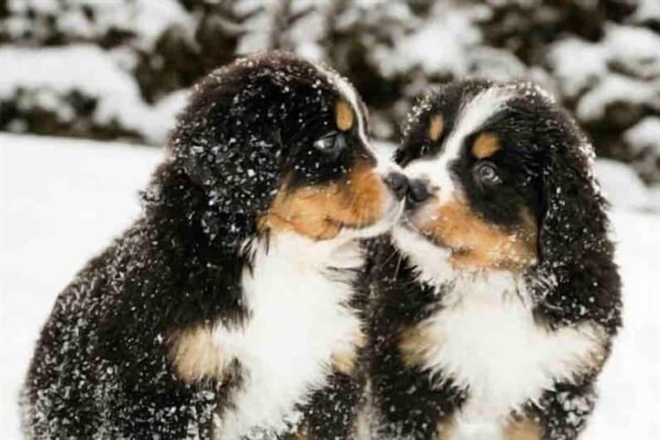 We are Pet Friendly!!