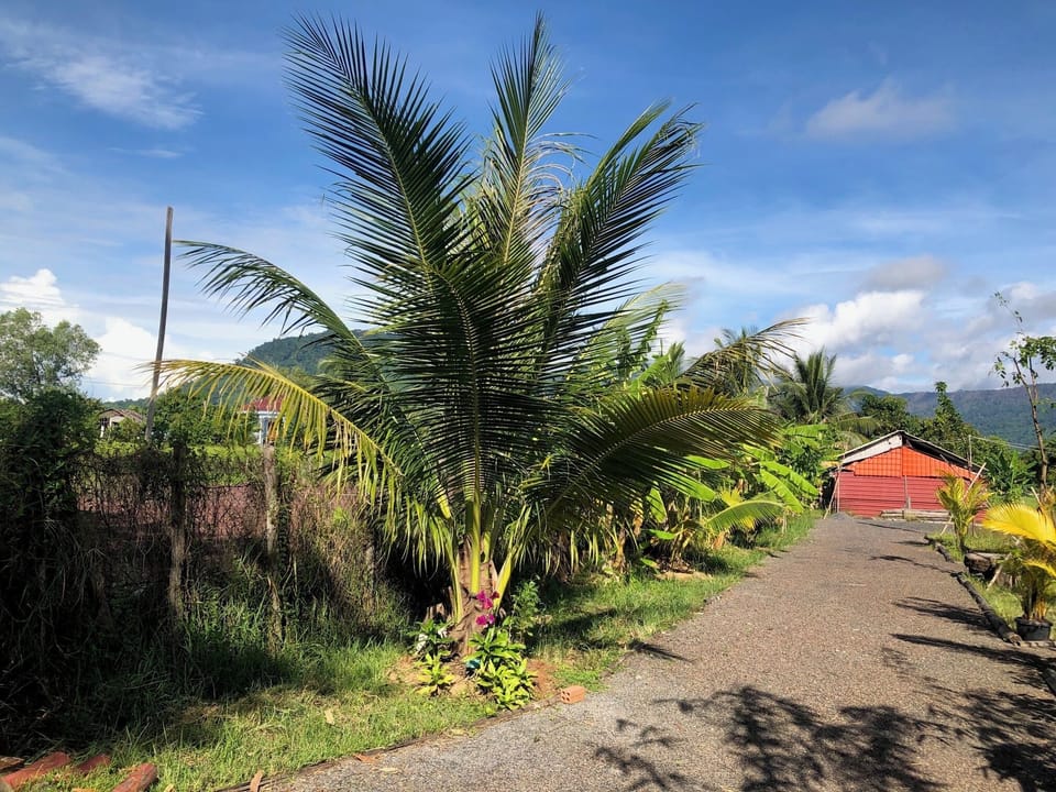 Half acre garden flanked by banana and mango trees. Palm trees for shade