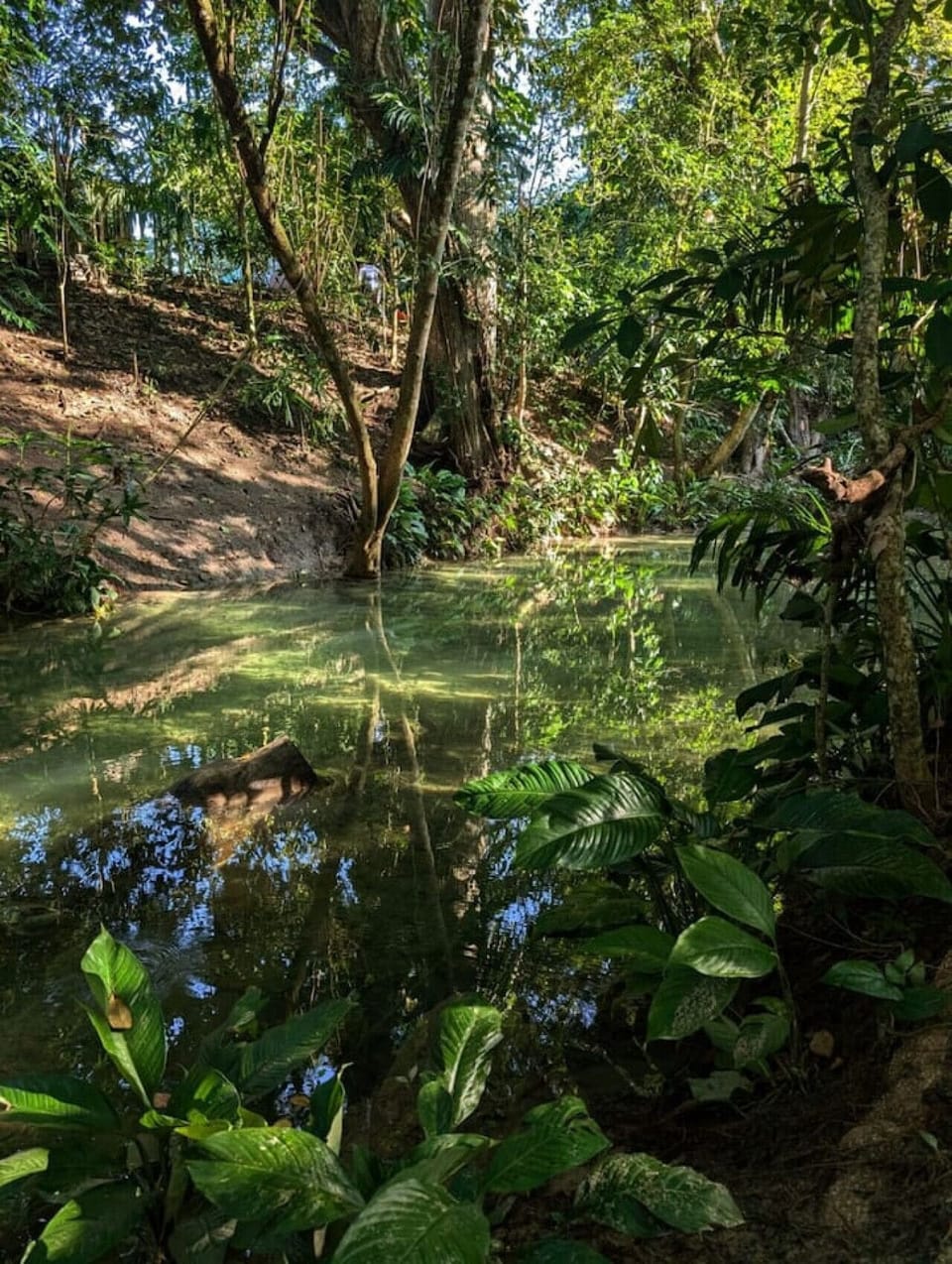 Gorgeous Creek View