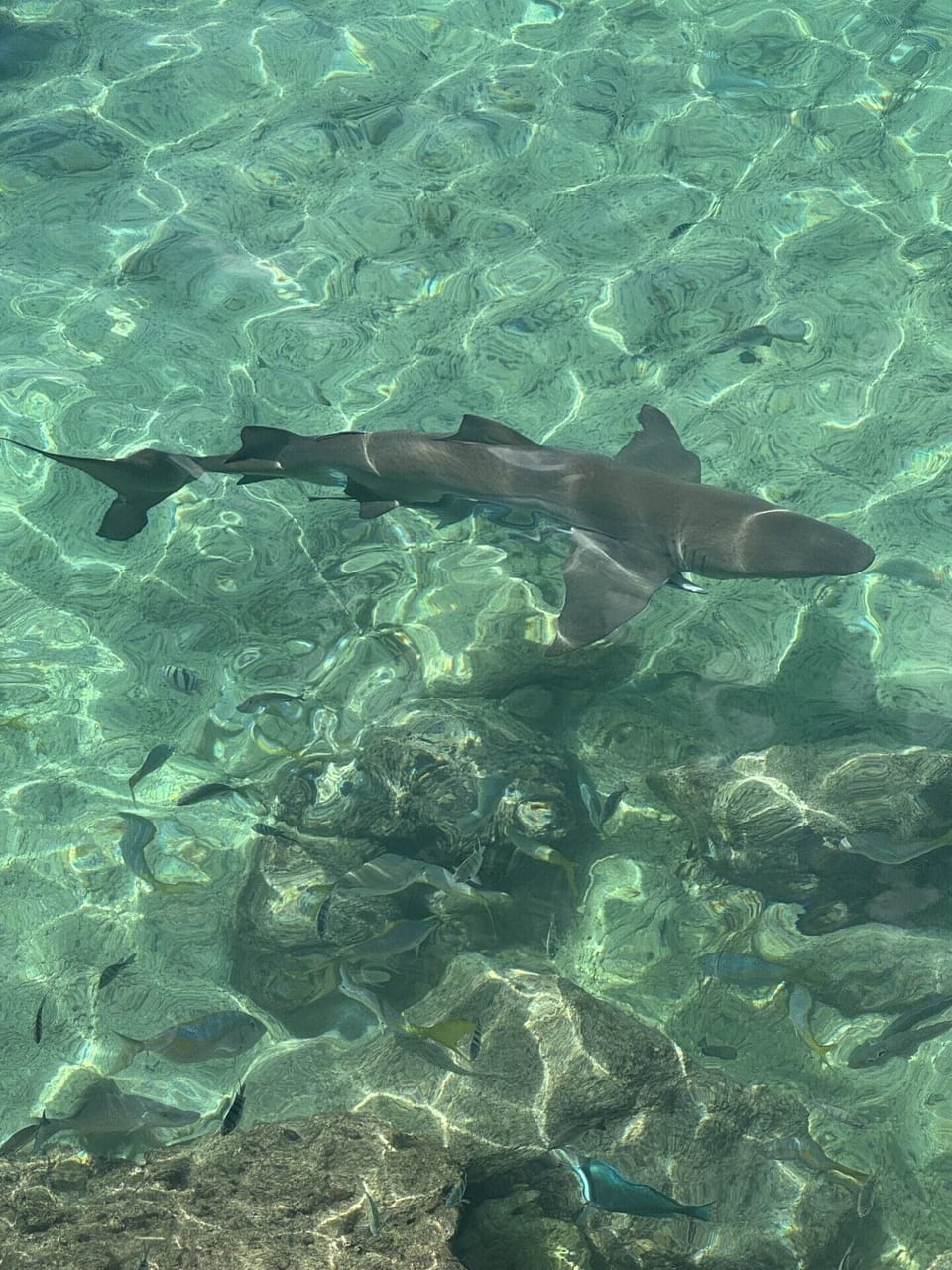 Feeding the sharks at Pier one restaurant