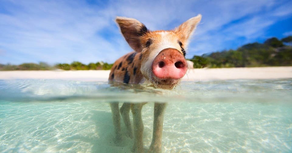 Swimming with the pigs minutes away from the house Creative Eco Adventures
