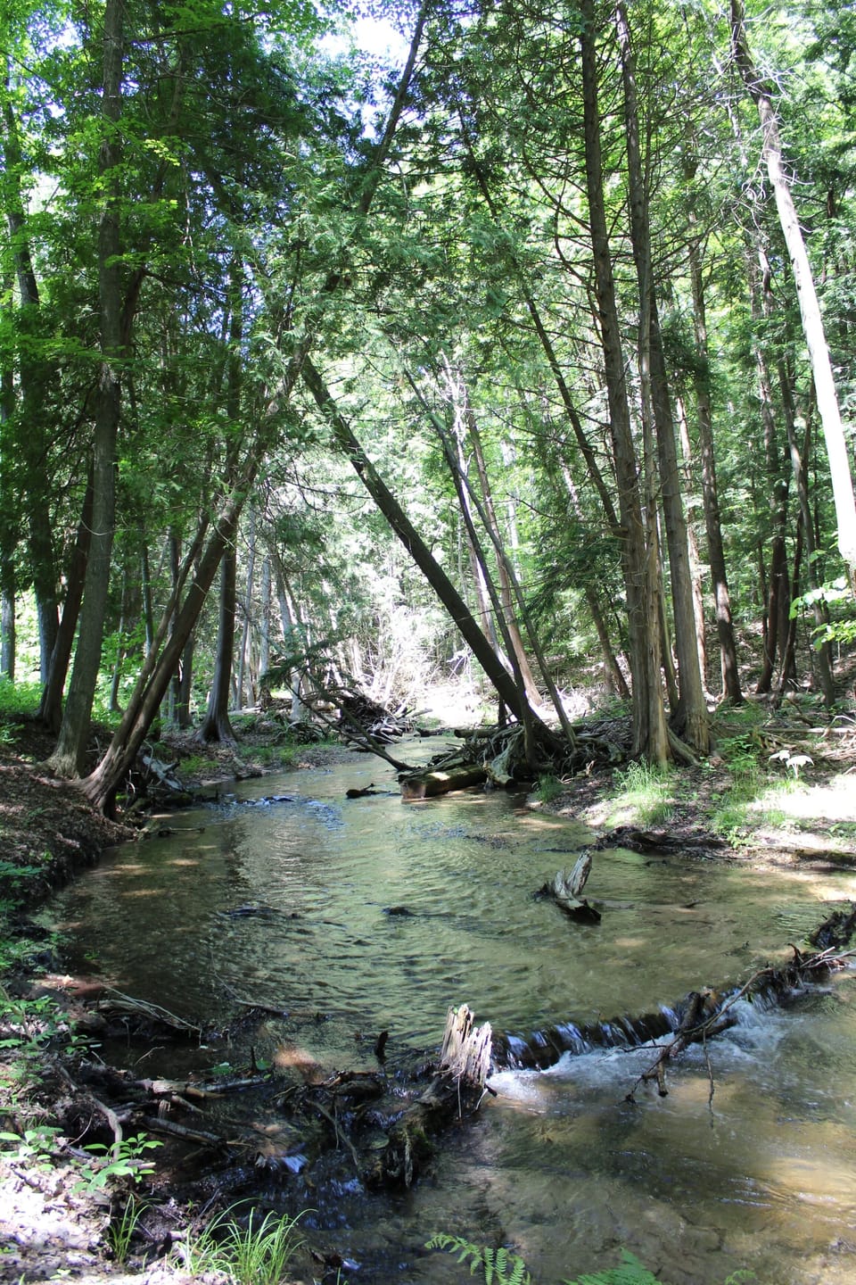 Creek on the property