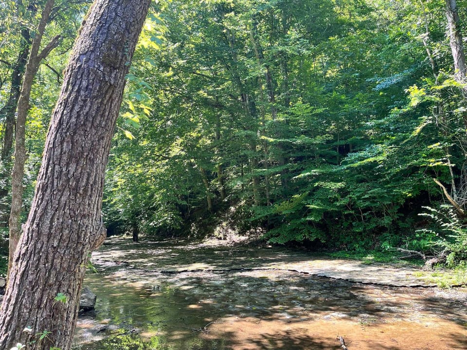 Explore Little East Fork Creek located in the back of the house
