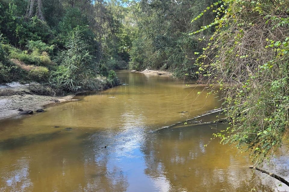 Looking up river from behind the house