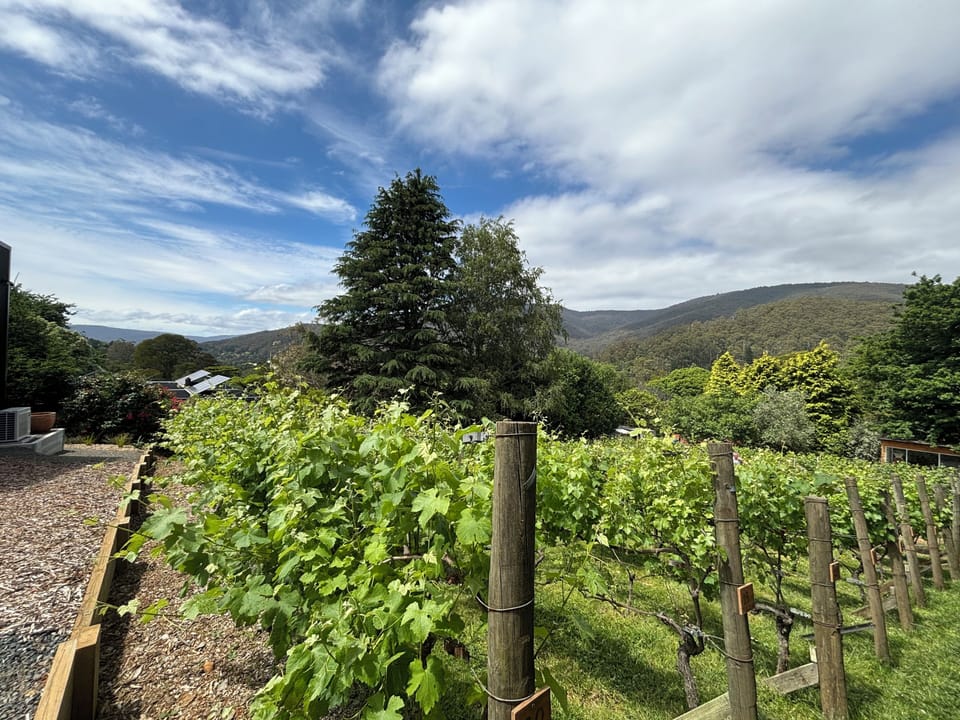 Stroll amongst the vineyard at Dalla Vite
