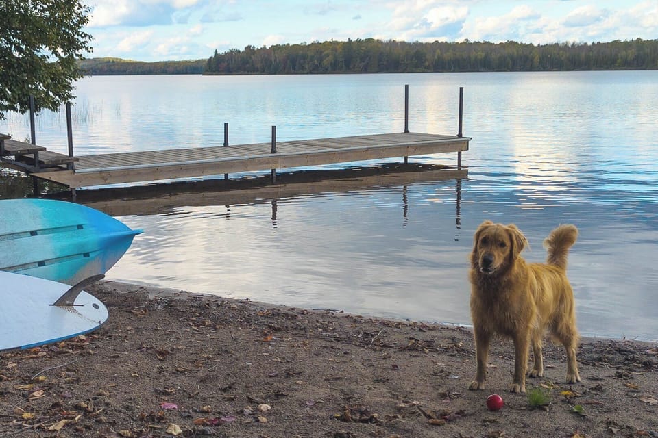 Even the Dog will want to come back to Sprucehaven Lodge again and again!