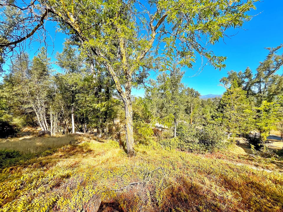 Explore 1.6 acres of peaceful woods — a nature lover’s dream.