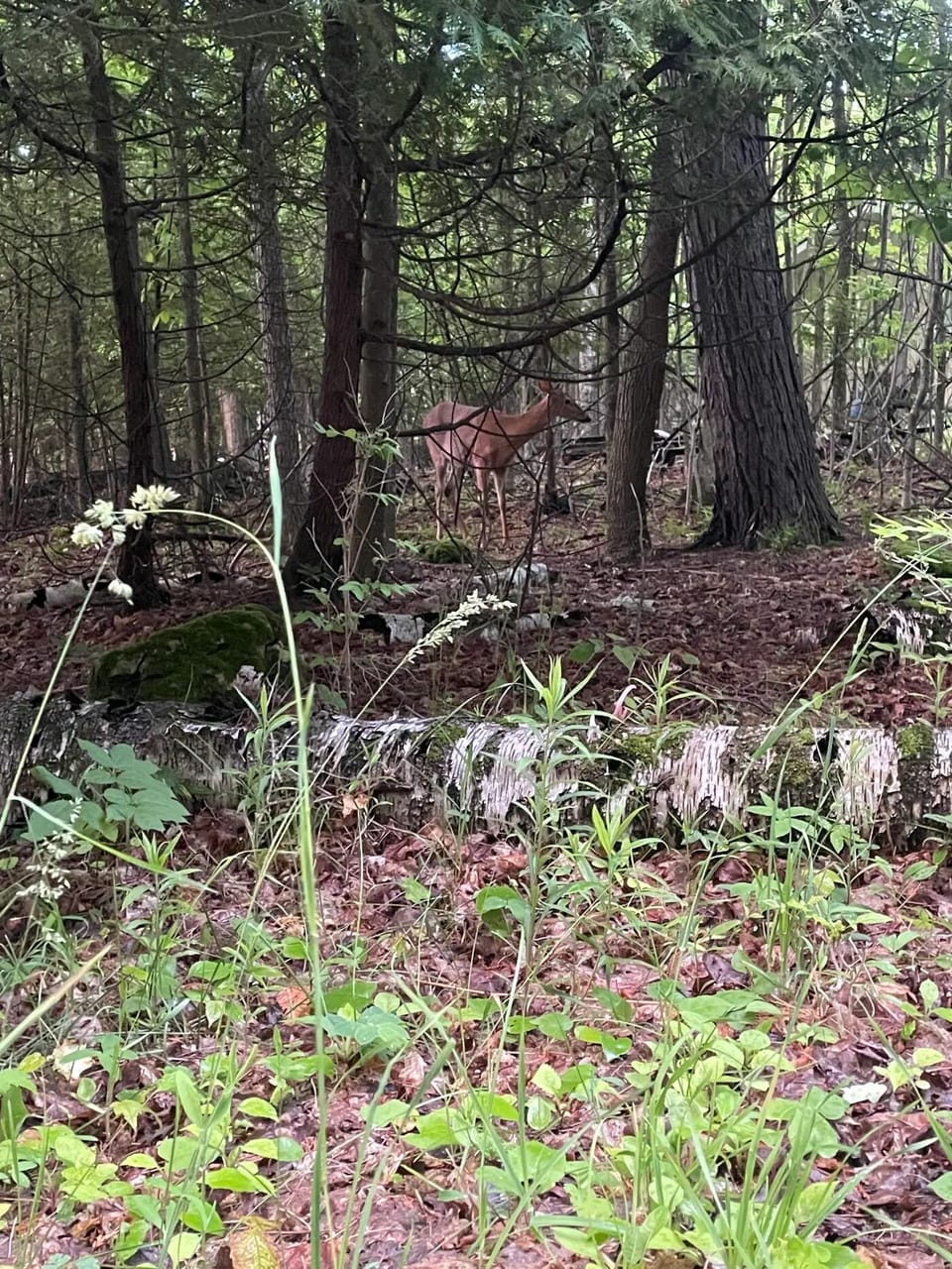 Visits from the backyard wildlife