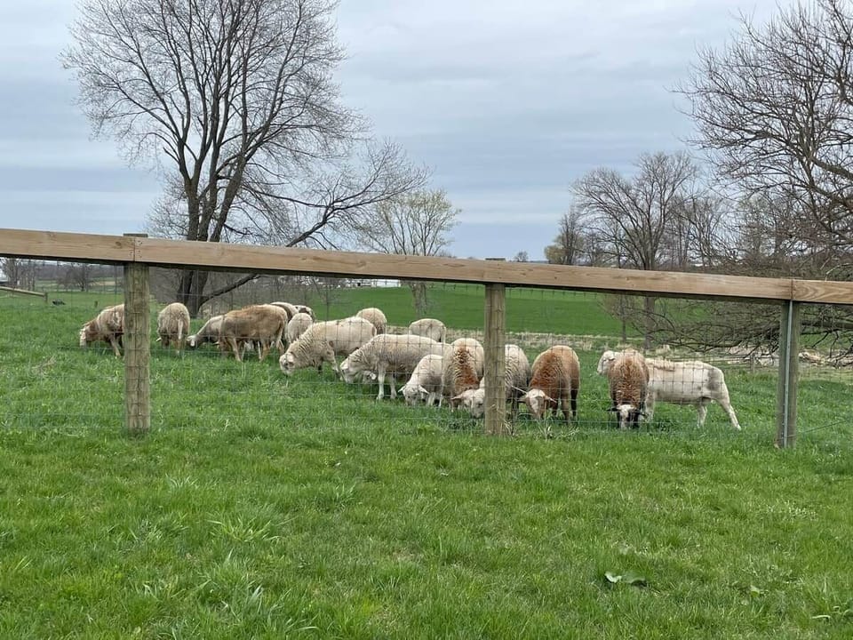 Sheep grazing