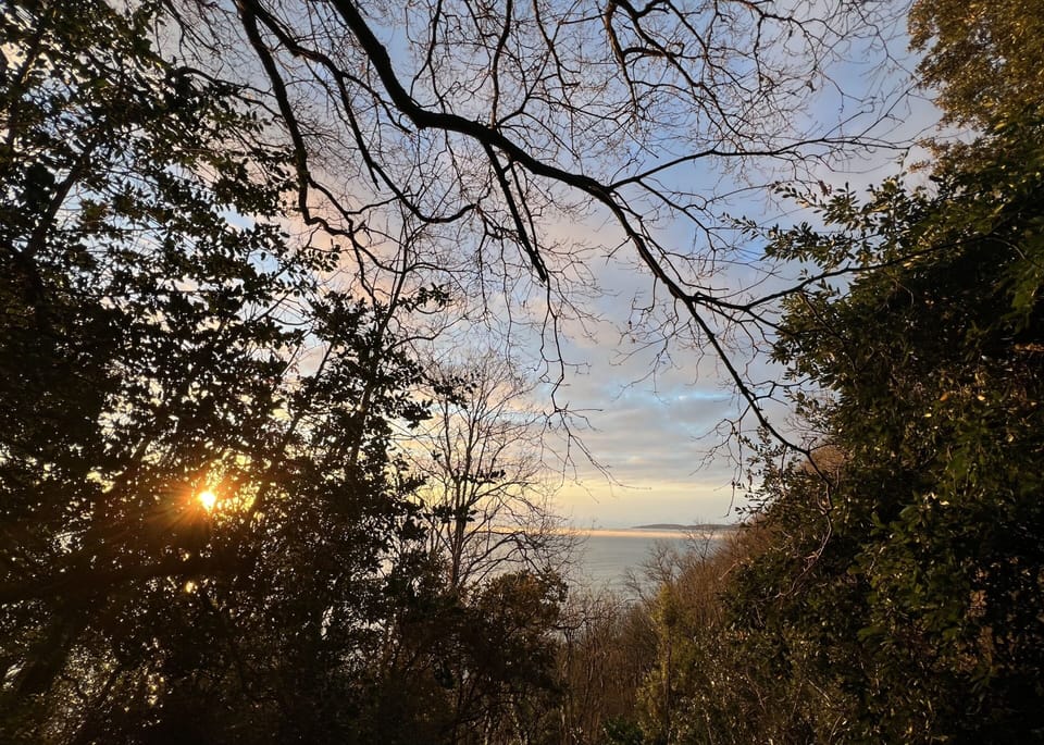 View from Forest at Dawn