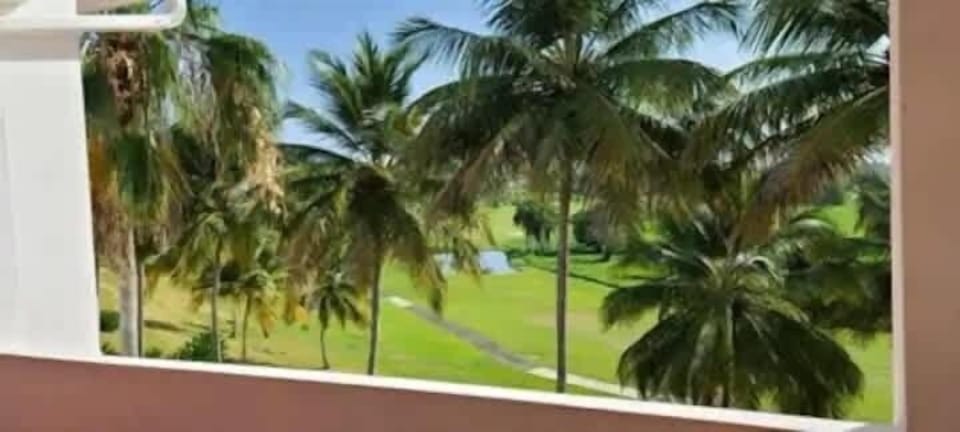 Surrounding area filled with palm trees