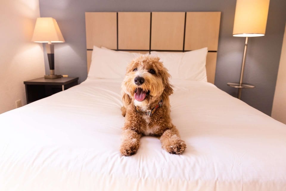 Pet-friendly unit