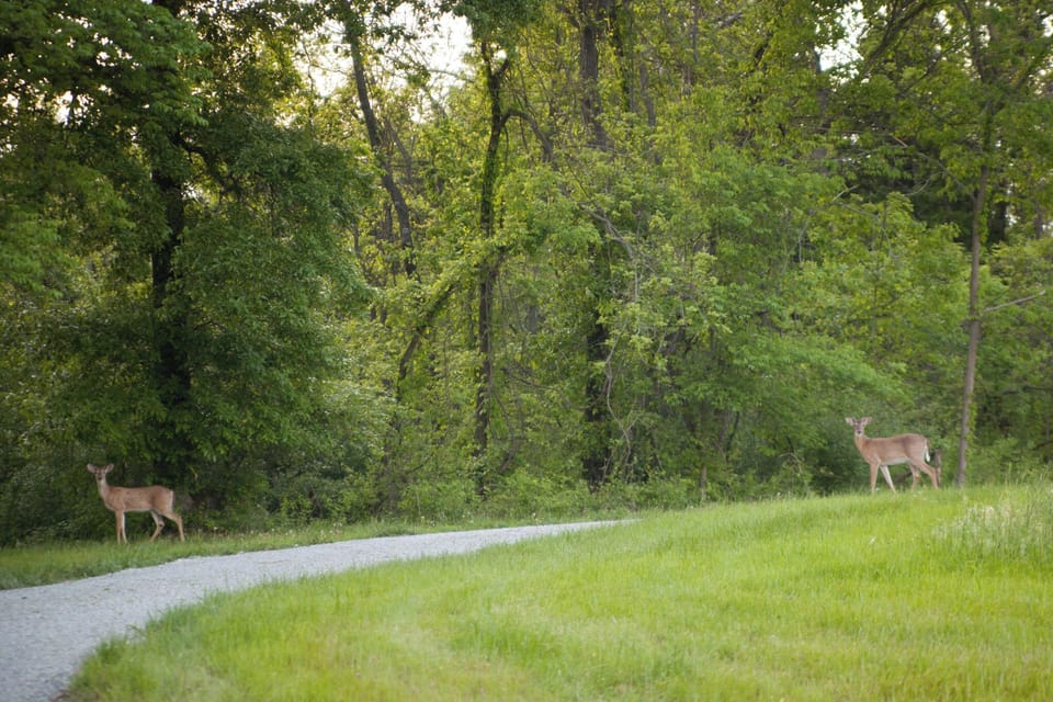 You can often times see deer roaming the grounds