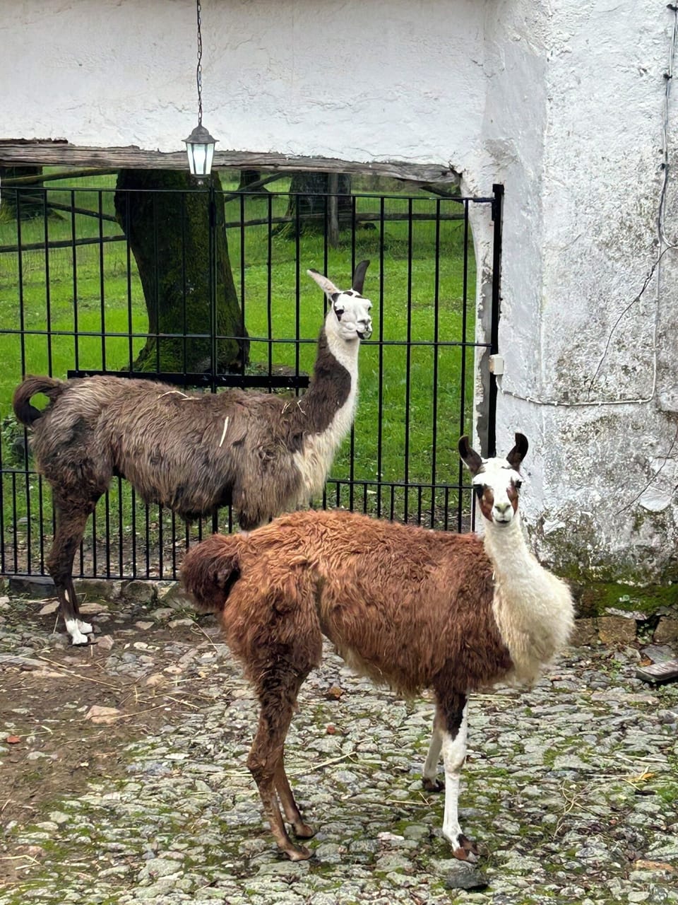 Pinky and Punky - the llamas