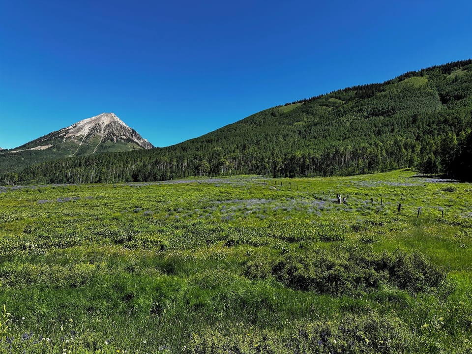 CB is the wildflower capital of Colorado!