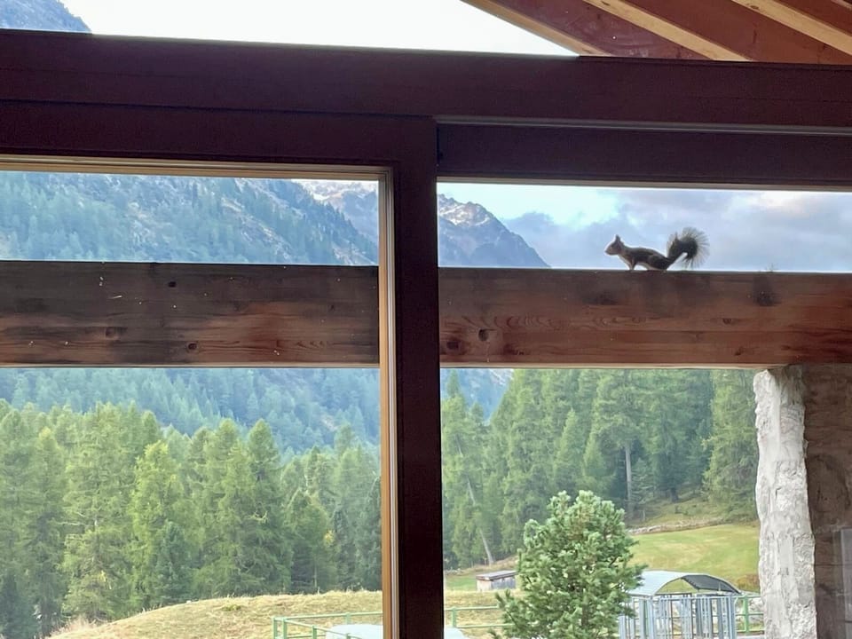 This tiny friends comes to visit us now and then 