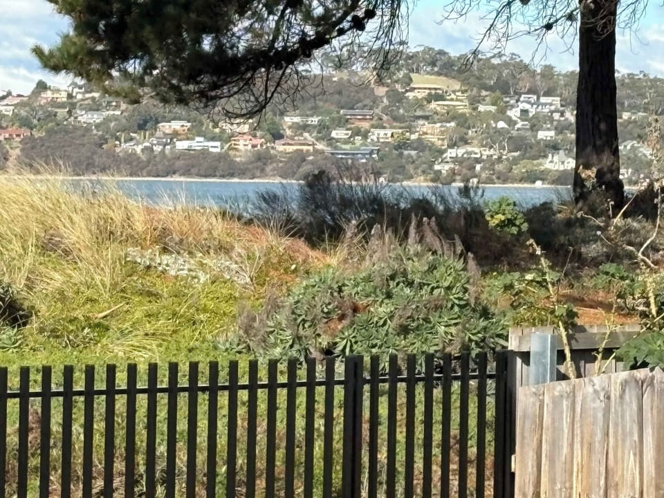 Looking out from the backyard