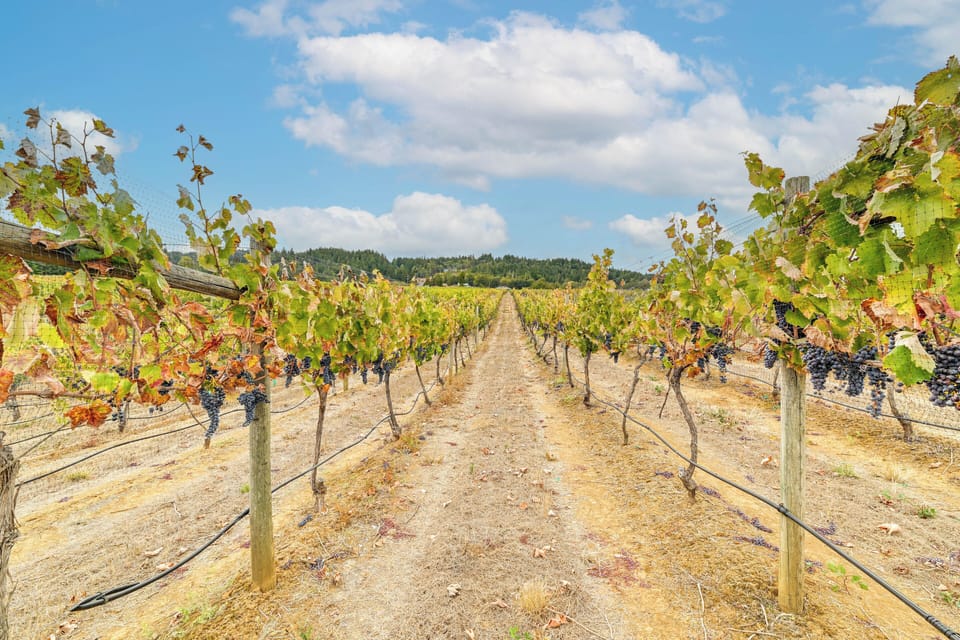 On-Site Vineyard