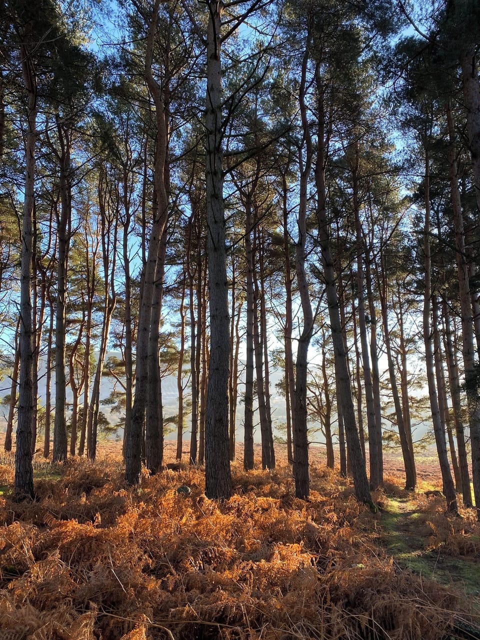 Surrounding Woodlands