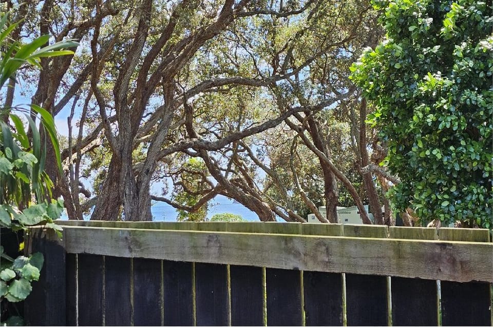 Trees hugging as viewed from the small deck