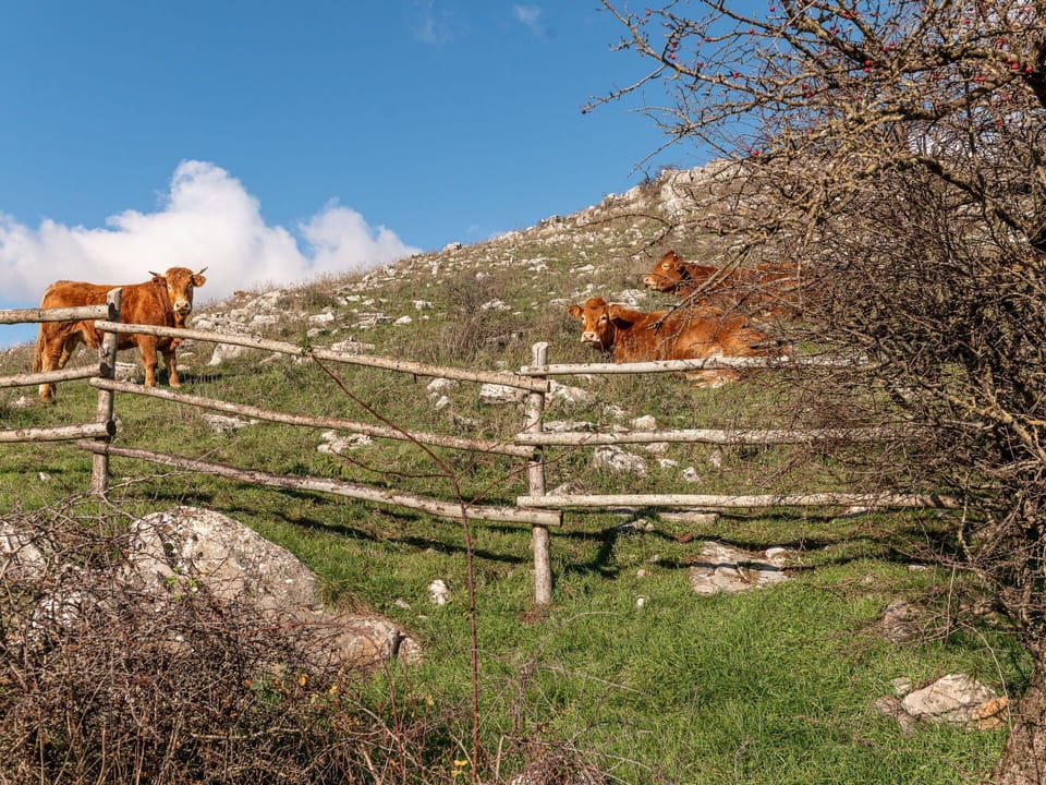 Cloud, Sky, Plant, Water, Tree, Horizon, Rural Area, Landscape, House, Cumulus