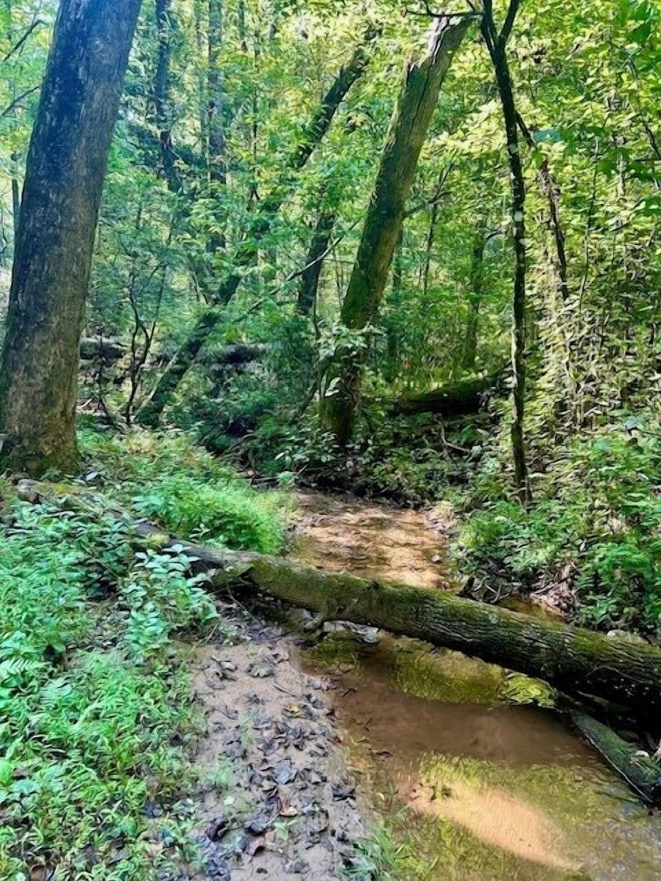 The Winding Lazy Creek