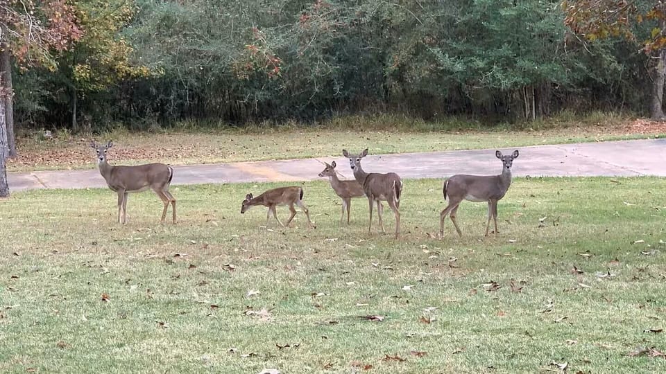 Deer Roaming the property 