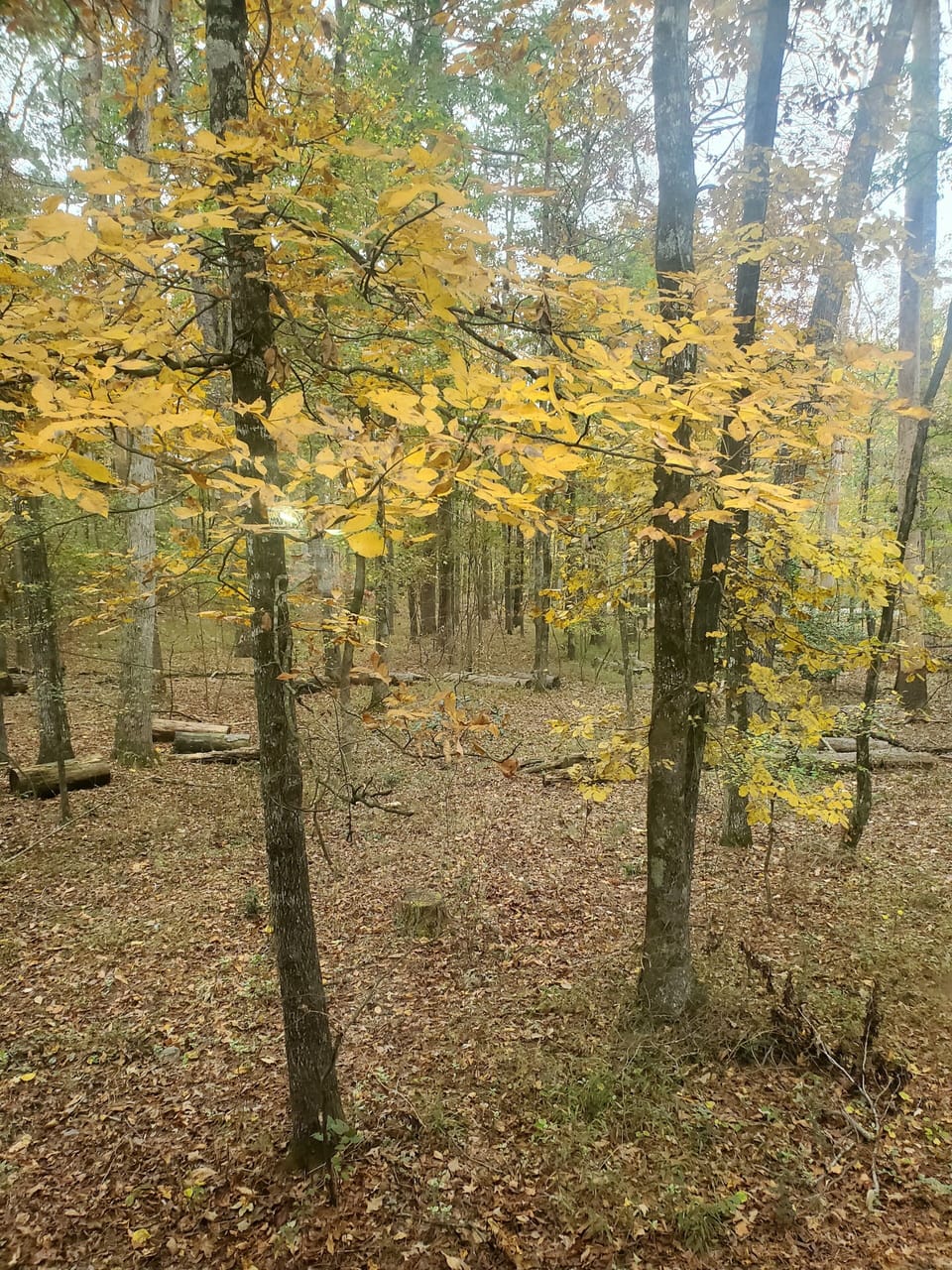 Fall