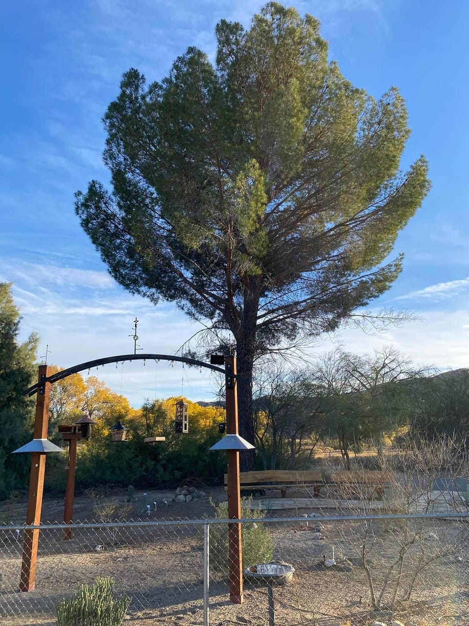 De Las Plumas | 'Lollypop' Pine S